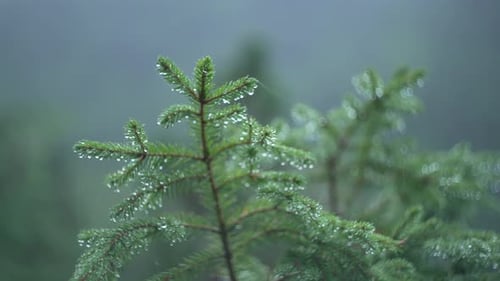 Pine Branch with Water Drops After Rain