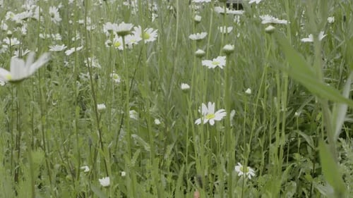 Close-up white daisy flowers grow wild in nature with green background.