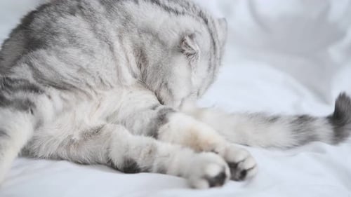 Gray Striped Scottish Fold Cat Grooming on Bed