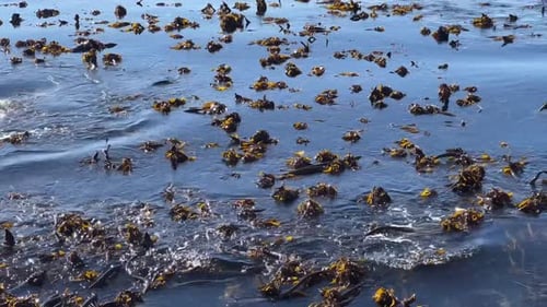 A bed of seaweed moving on the tide