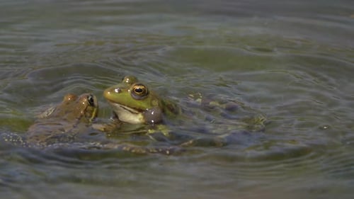 Frogs croaking and jumping and courting in calm lake close up