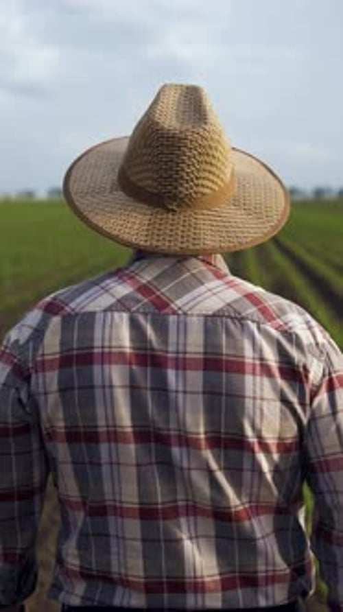Rear view of senior farmer walking in corn field examining crop in his hands at sunset.