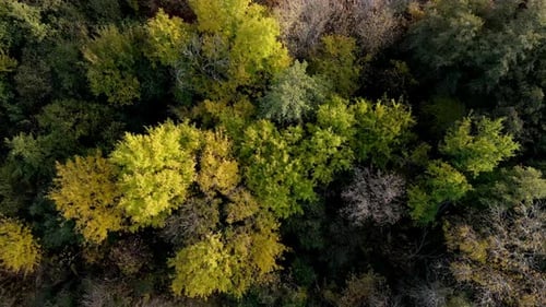 Aerial Top Down View of a Dense Green Forest with Lush Tree Canopies