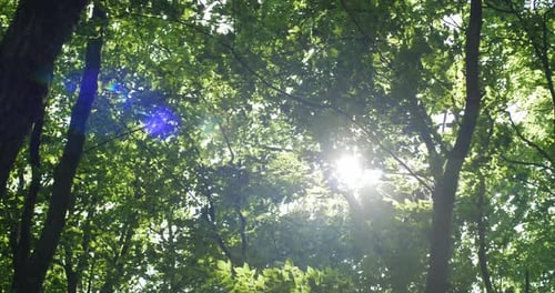 The Golden Rays of the Sun Break Through the Green Leaves of the Trees