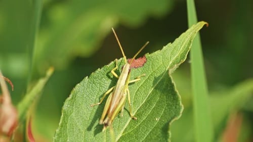 Close view of a grasshopper moving its legs while standing on a leaf.