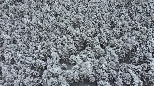 aerial view of the snowy forest