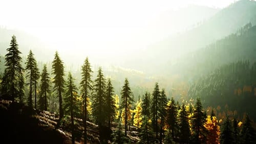 A Dense Forest Atop a Majestic Mountain