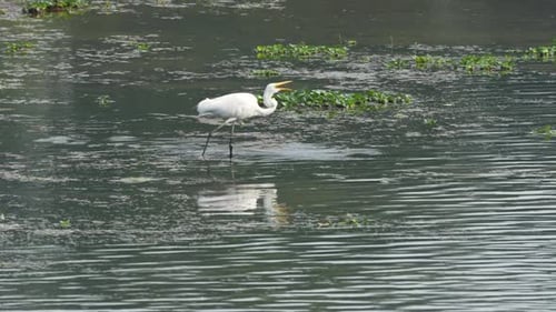 A great egret fishing in a river on a sunny morning in the Chitwan National Park in Nepal.