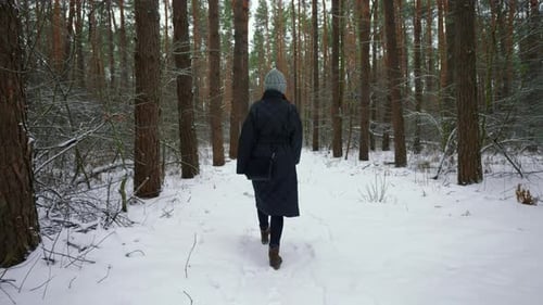 Stroll in Forest Winter Season