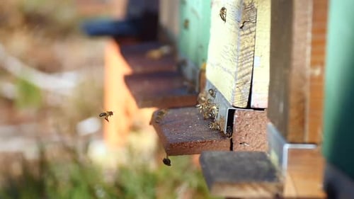 Bees bringing back pollen to the hive