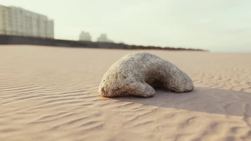 Old White Coral on Sand Beach
