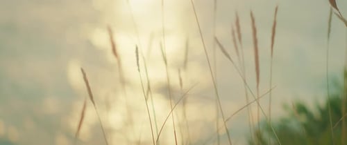 Sunlight reflects off sea behind grass stems on summer coast in evening light
