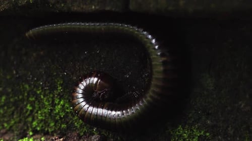 primer plano de un milpiés comiendo una roca verde cubierta de musgo.