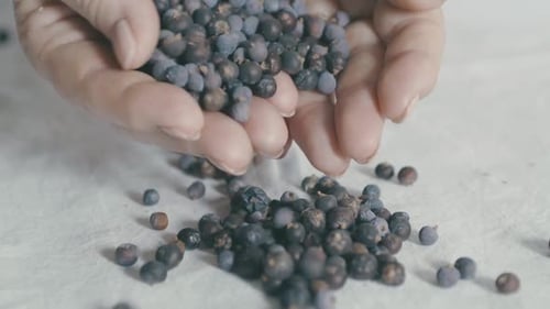 Person Pours Juniper Berries Onto White Surface