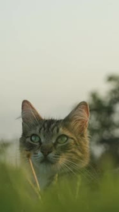 Gentle Cat Sitting in Tall Green Grass
