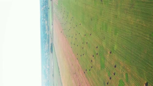 Green agriculture field with round wheat hay bales. Vertical video