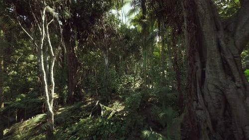 Flying Through Dense Tropical Jungle Forest 3D Animation