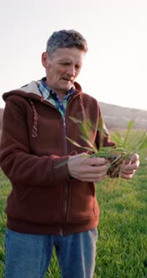 Male Hands Touching Wheat Sprouts on the Field Farmer Checking Health of Vegetable or Plant Seedling