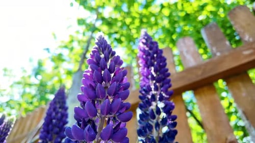 Nahaufnahme, Zeitlupenvideo von sonnig blühenden lila (violetten) Lupinenblüten.