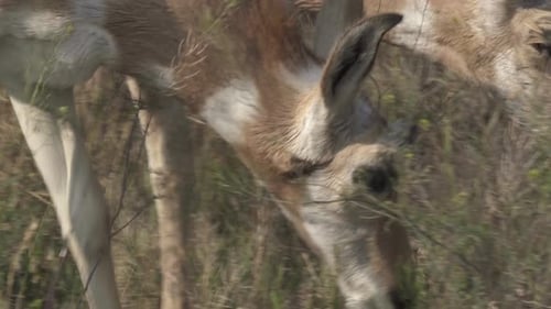 Pronghorn doe grazing in sagebrush in Yellowstone National Park, USA, close-up
