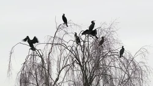 Eine Gruppe tiefschwarzer Kormoranvögel erklimmt in Worcest die Spitze eines blattlosen Weidenbaums in der Nähe von Wasser