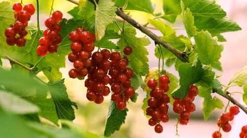 Currants Growing in the Garden Selective Focus