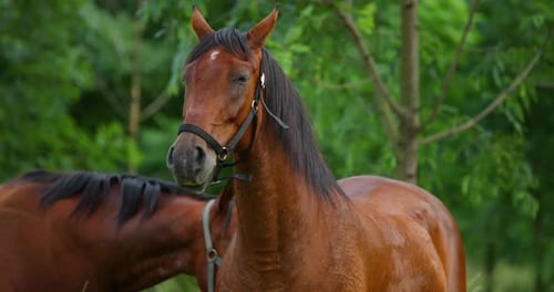 Portrait en gros plan d'un beau cheval brun portant un licou
