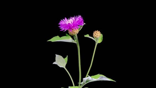 Blooming Purple Flower Isolated on Black Background