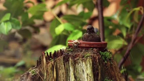 Blackbird bathing in a saucer on top of a weathered tree trunk with out of focus greenery and logs i