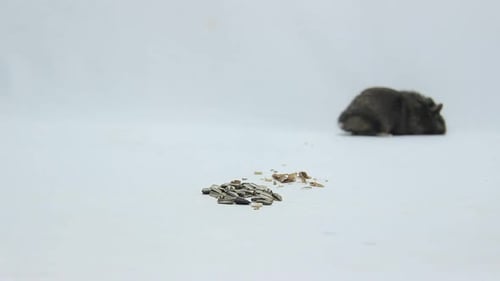Gray Hamster Eating Seeds on White Surface