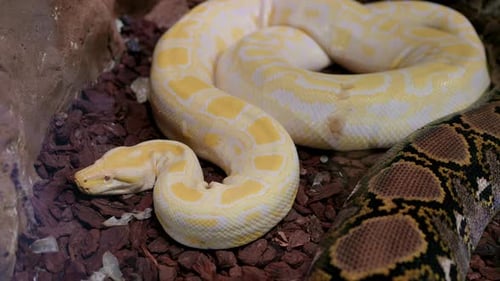 Vue détaillée d'un python albinos brillant avec des écailles texturées sur un substrat d'écorce dans un éclairage contrôlé