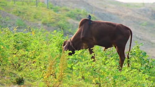 Cow Grazing in Field with Bird on Back