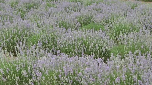Lavender flowers close up. Lavender flowers are grown in meadows