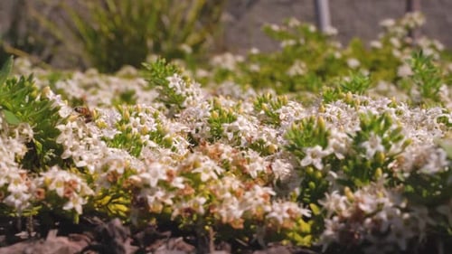 Bees pollinating white blooming flowers in the neighborhood plants