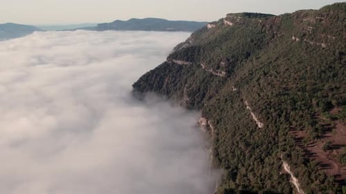 aerial forest explore natural sunset