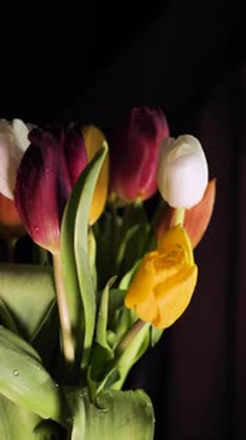 Colorful Tulips in a Close Up Arrangement