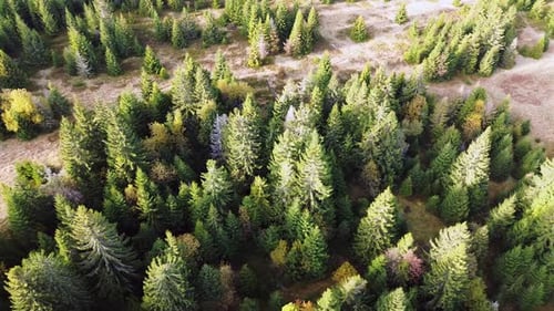 Aerial Drone View of Trees Coniferous Forest Elegant Pines Background Northern Forest Wild Hill