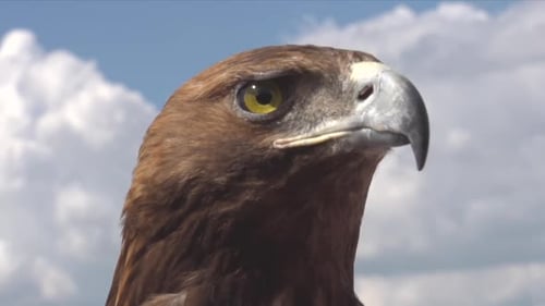 Scharfsichtiger Greifvogel