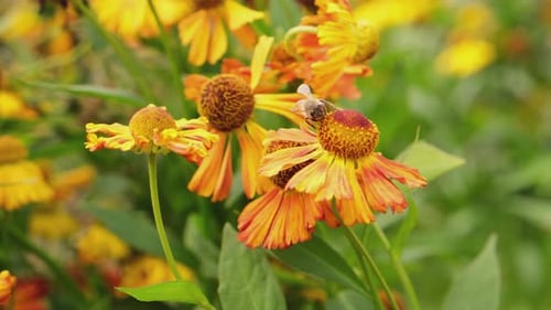 Honigbiene, bedeckt mit gelbem Pollen, Getränk, Nektar, bestäubende Blume, inspirierend, natürlich, blumig