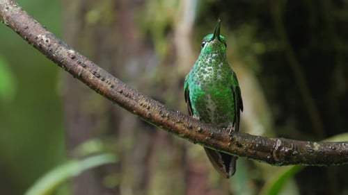 Hummingbird in Costa Rica