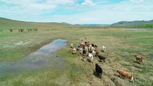 Luftaufnahme einer Kuhherde, die auf einer grünen Wiese galoppiert. Schöne, sonnige Tageskamera folgt den Kühen