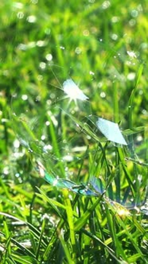 Large Soap Bubble on Grass Reflecting Sunlight