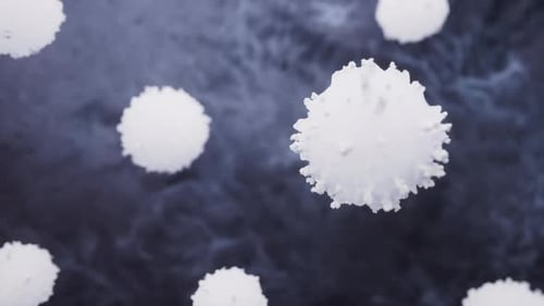 Lymphocytes and biological immune system