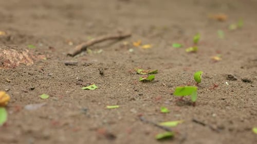 Blattschneiderameisen tragen grüne Blattfragmente über sandigen Boden in tropischen Gebieten