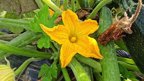 Close-up static shot of a zucchini flower and plant in a vegetable garden