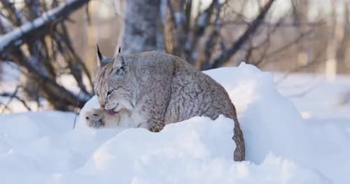 Wild Lynx Grooming in Winter Snow