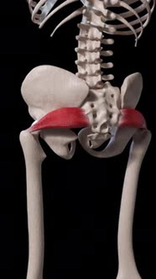Piriformis Muscle Movement Back View Vertical Video