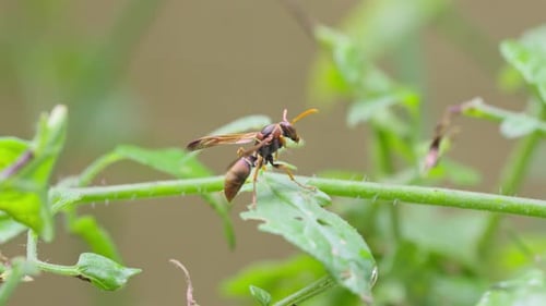Paper Wasp Preening on a branch