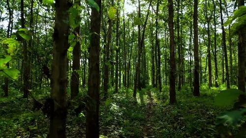 Drone flight trough forest tree