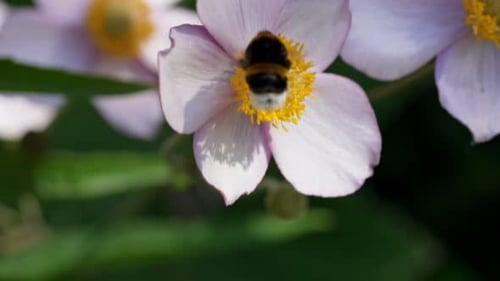 Bumblebee Pollinates Wildflower in a Sunny Garden During Springtime